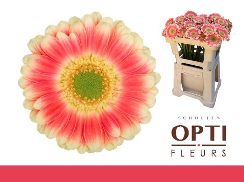 Gerbera mini 'Tompouce'