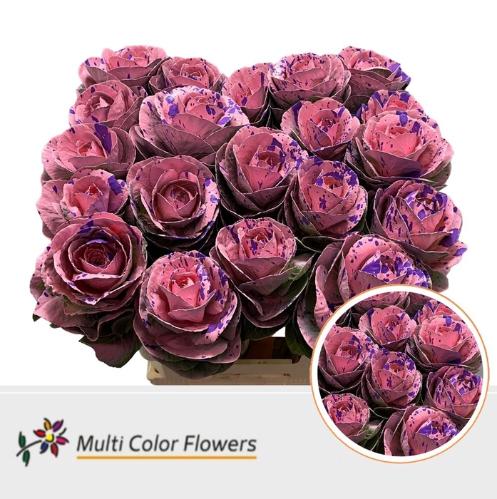 Brassica oleracea kleurbehandeld H%