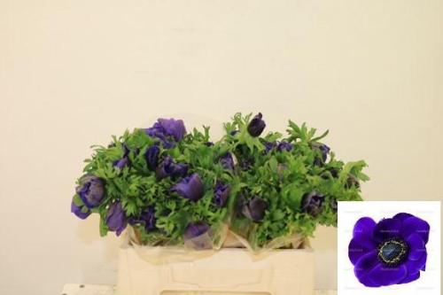 Anemone coronaria 'Mistral Plus Dark Blue'