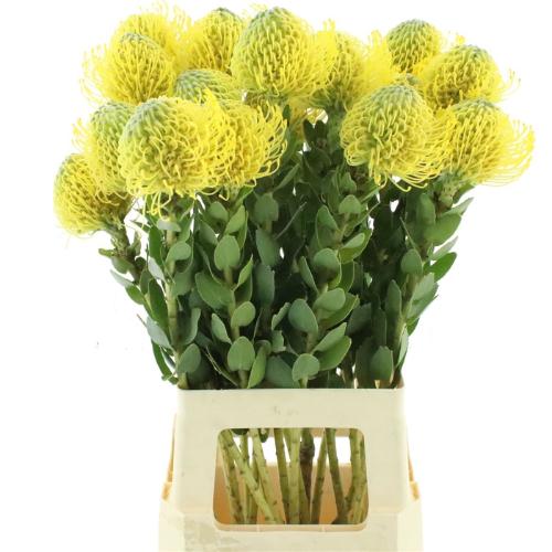 Leucospermum 'Super Gold'