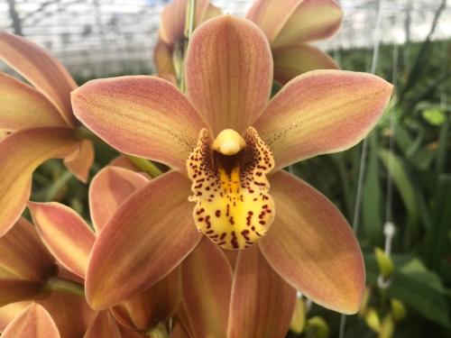 Cymbidium mini 'P11'