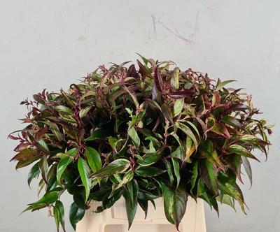 Leucothoe walteri 'Rainbow'