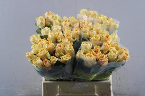 Rosa grootbloemig Peach Tacazzi+