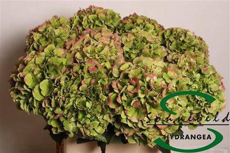 Hydrangea macrophylla 'Verena' (classic)