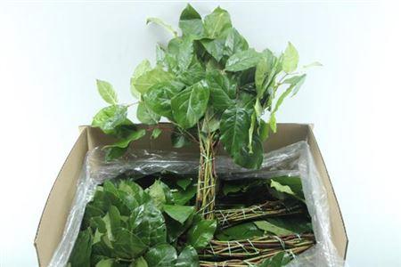 Gaultheria shallon per bos