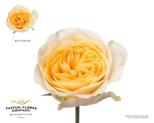 Rosa grootbloemig Buttercup