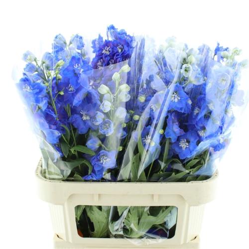 Delphinium Elatum Grp dubbelbloemig 'Delphi's Morninglight'