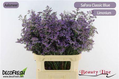 Limonium Safora Classic Blue