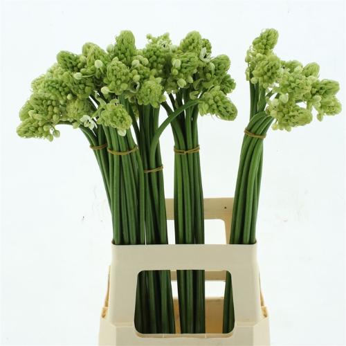 Ornithogalum arabicum