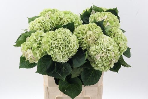 Hydrangea macrophylla My Beautiful Matcha (classic)