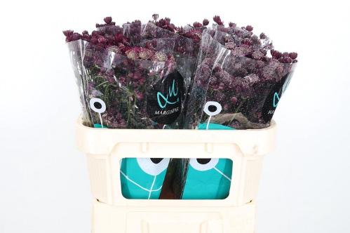 Astrantia major 'Star Of Love'