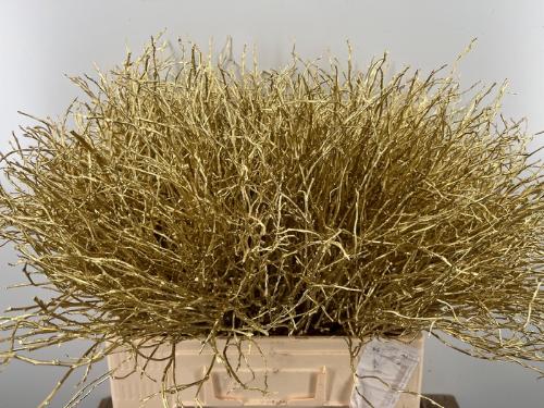 Vaccinium kleurbehandeld H%