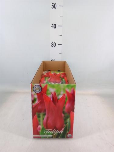 Tulipa (bol)