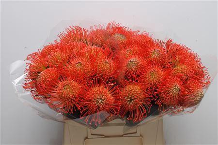 Leucospermum cordifolium 'Succession'