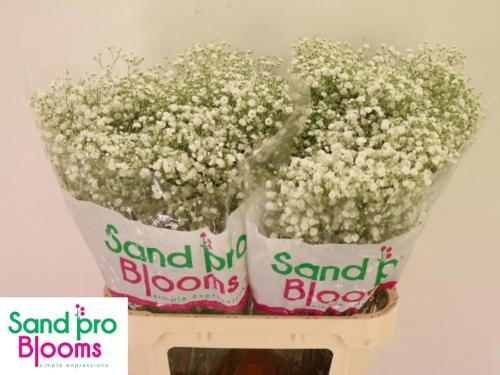 Gypsophila paniculata Xlence