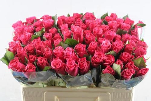 Rosa grootbloemig Tacazzi+