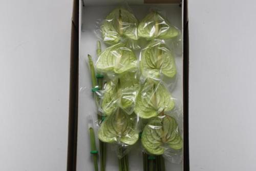 Anthurium (Andreanum Grp) Extase