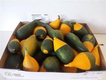Siervruchten per stuk Cucurbita pepo 'Pear Bicolor'