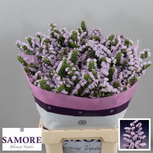 Limonium sinuatum Tessa Lavender