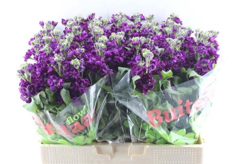 Matthiola incana Anytime Purple