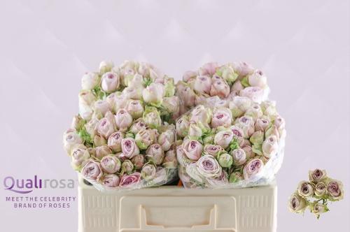 Rosa tros Silver Lace