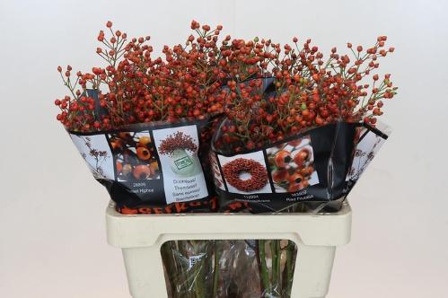 Rosa Floribunda Grp 'Autumn Flush' (rozenbottel)