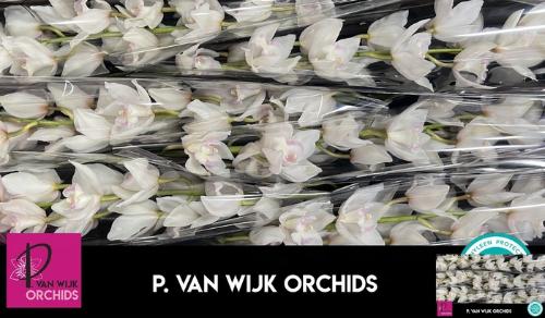 Cymbidium grootbloemig per tak 'Snowcastle'