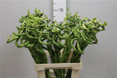 Dracaena sanderiana Lucky Bamboo