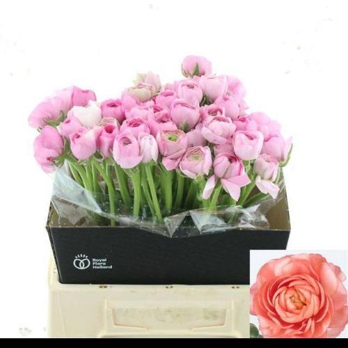 Ranunculus asiaticus 'Elegance Pink'