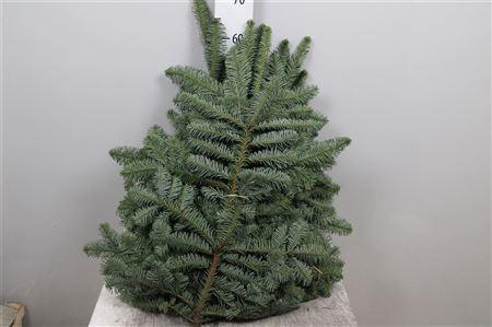 Abies procera Nobilis Blauw per kilo