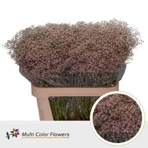 Gypsophila overig kleurbehandeld H%