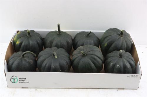Cucurbita pepo