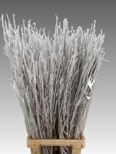 Betula kleurbehandeld H%