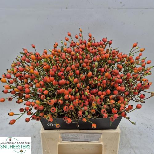 Rosa Magical Miracle (rozenbottel)