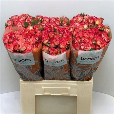 Rosa tros Summer Dance