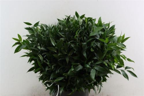Ruscus aculeatus per bos