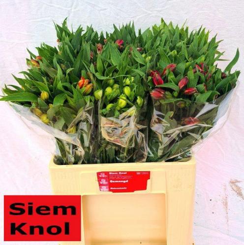 Alstoemeria gemengd in fust