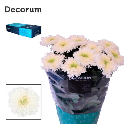 Chrysanthemum geplozen (Indicum Grp) Etrusko White