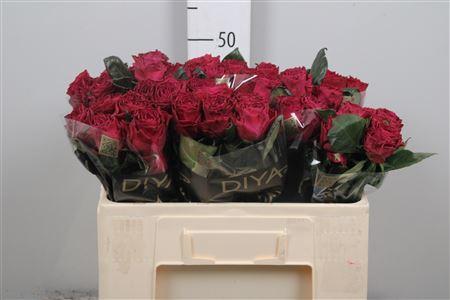 Rosa grootbloemig Venturoso