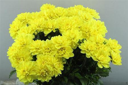 Dahlia (Decorative Grp) 'Sunlady'