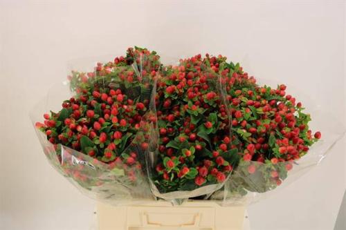 Hypericum inodorum Magical Triumph