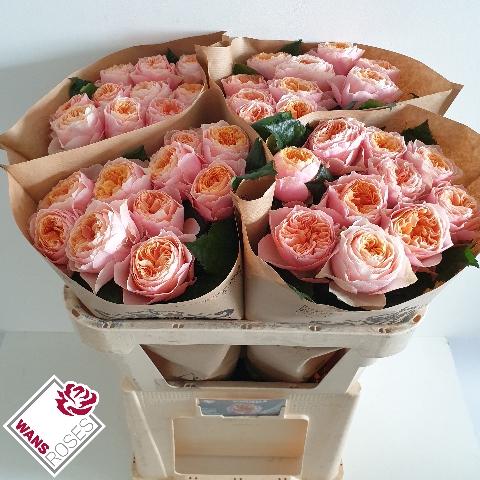 Rosa grootbloemig 'Vuvuzela'