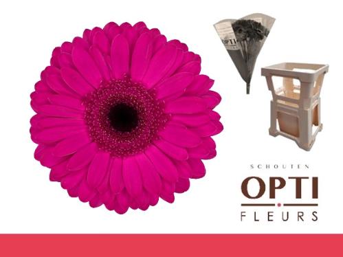 Gerbera grootbloemig Bon Dia