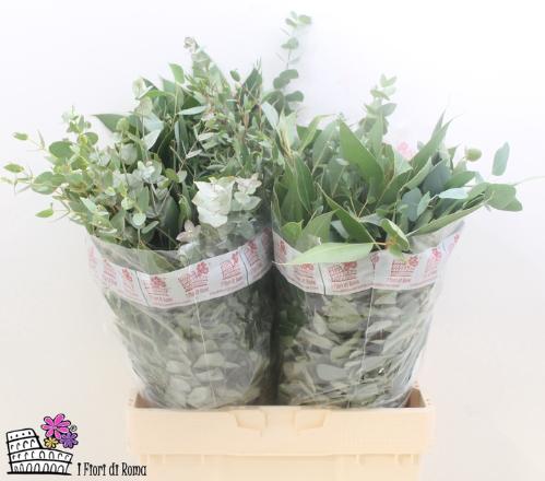 Eucalyptus per bos gemengd