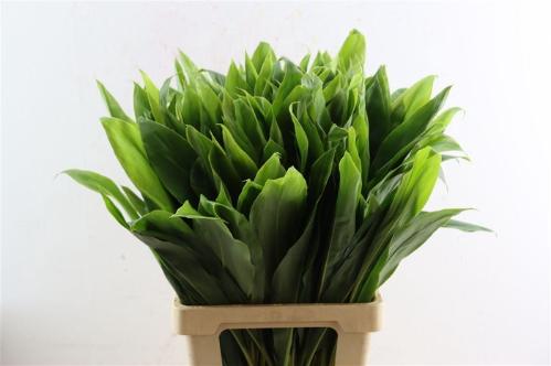 Cordyline fruticosa 'Purple Compacta' (decor)