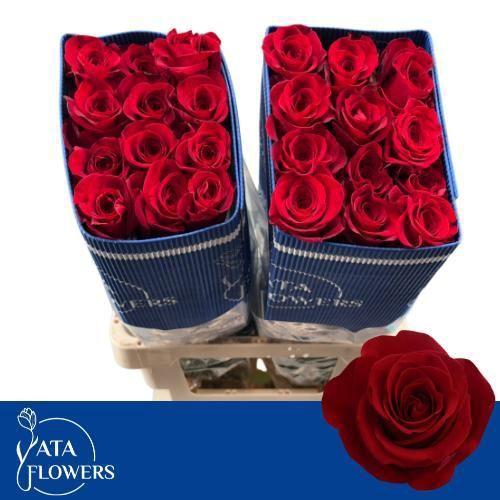 Rosa grootbloemig Freedom