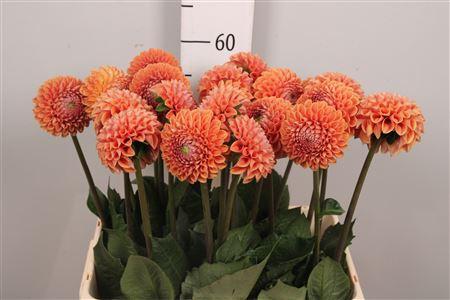 Dahlia 'Cornel Bronze'
