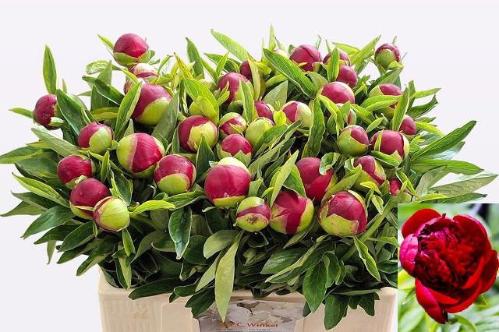 Paeonia 'Red Charm'