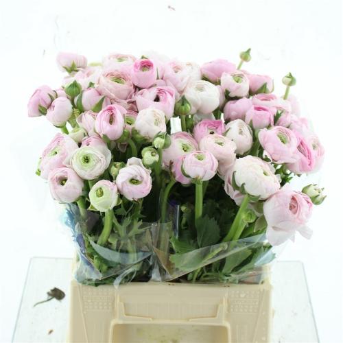 Ranunculus asiaticus Success 416PIN