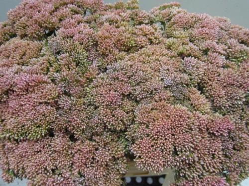 Sedum spectabile kleurbehandeld H%
